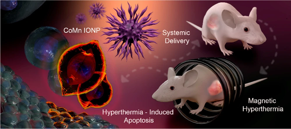 The researchers tested out their new nanoclusters on mice with ovarian cancer, and found some promising results