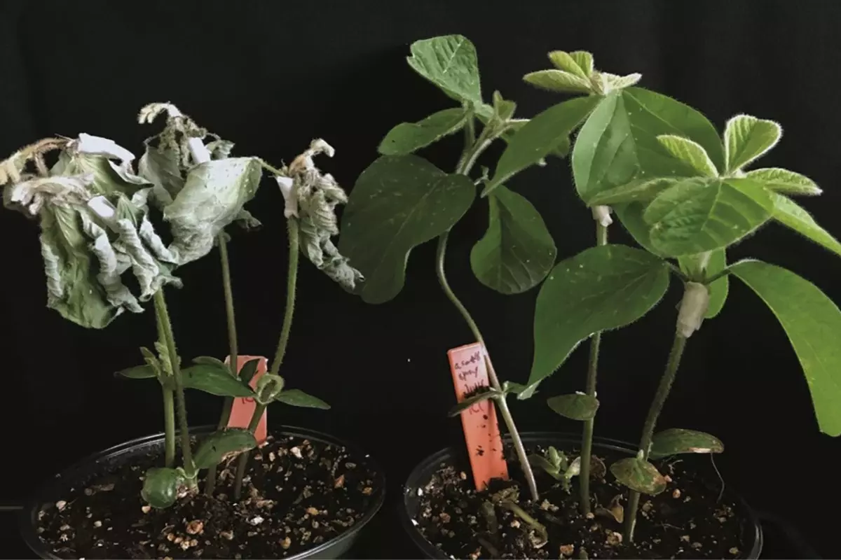 Treated (right) and untreated soybean plants, after being exposed to Phytophthora sojae mold
