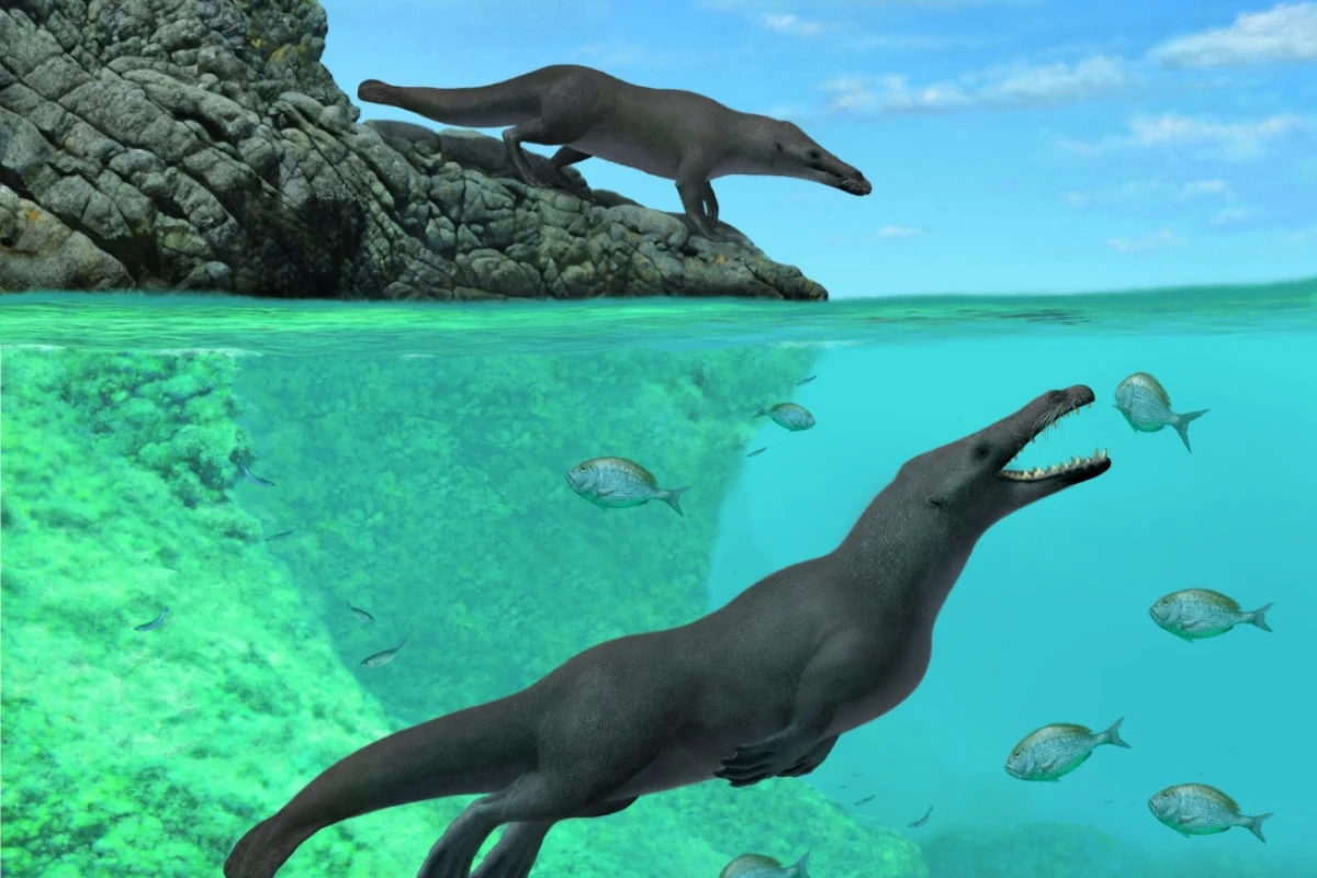 An artist's rendition of Peregocetus pacificus, a newly described species of amphibious, four-limbed whale