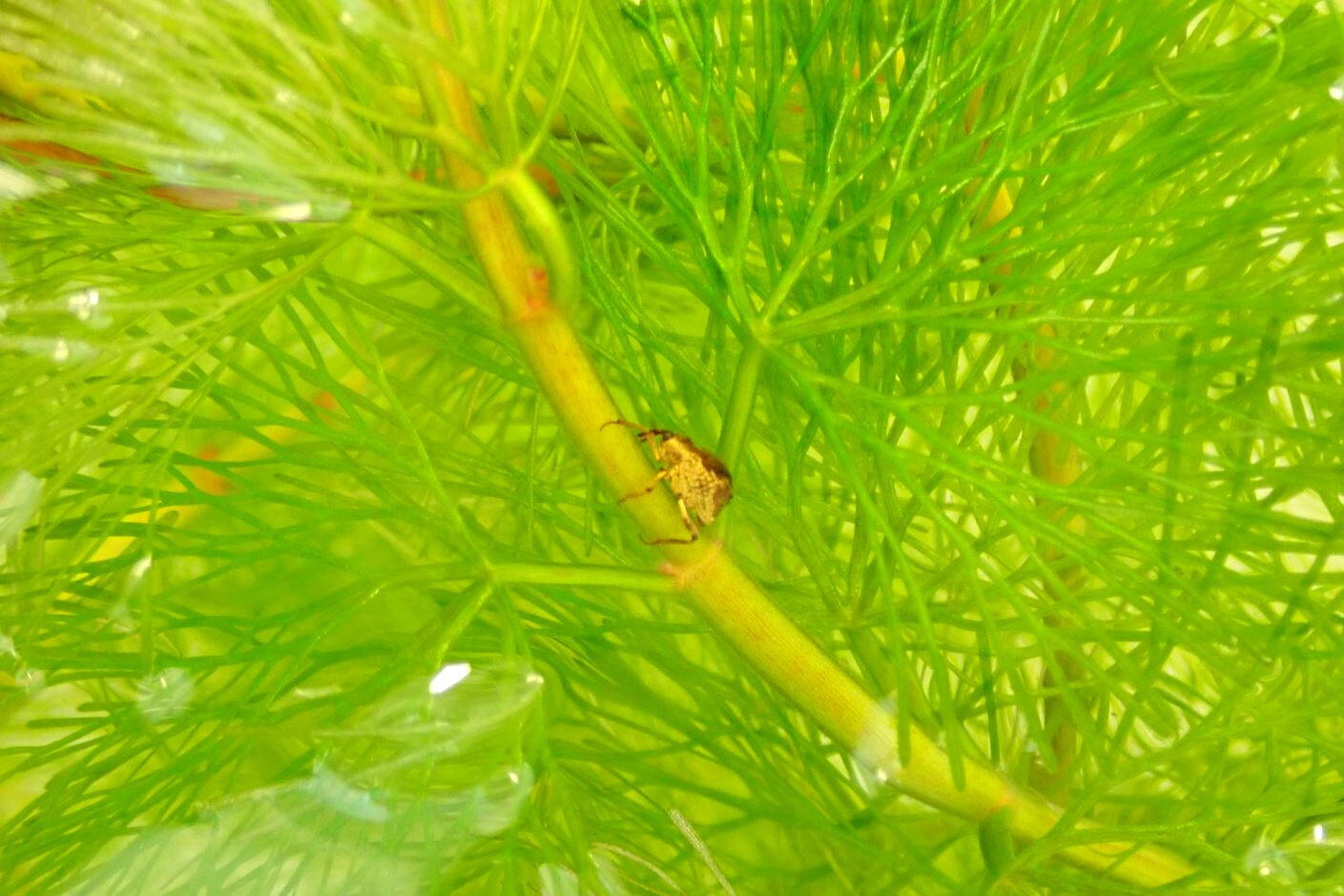 The project claims to mark "World's First Release of a Biocontrol Agent for Cabomba"