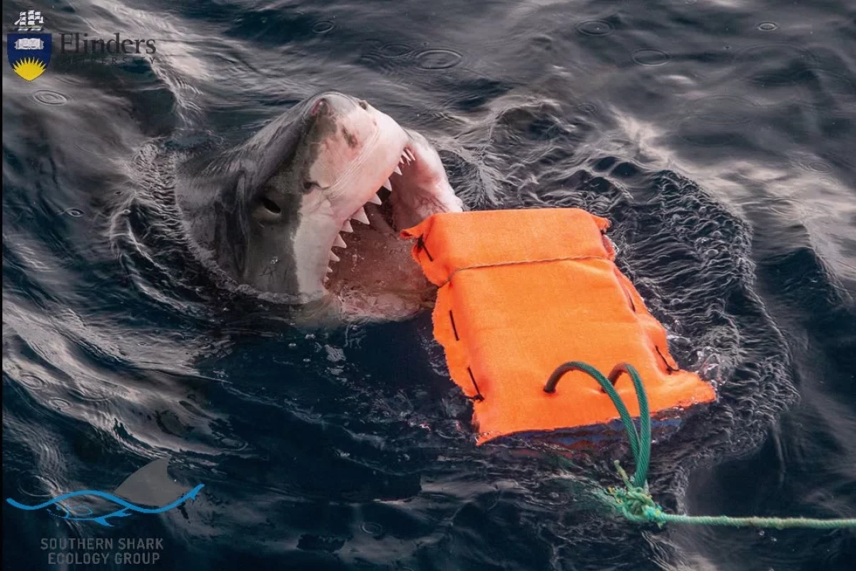 A great white goes after one of the testing rigs