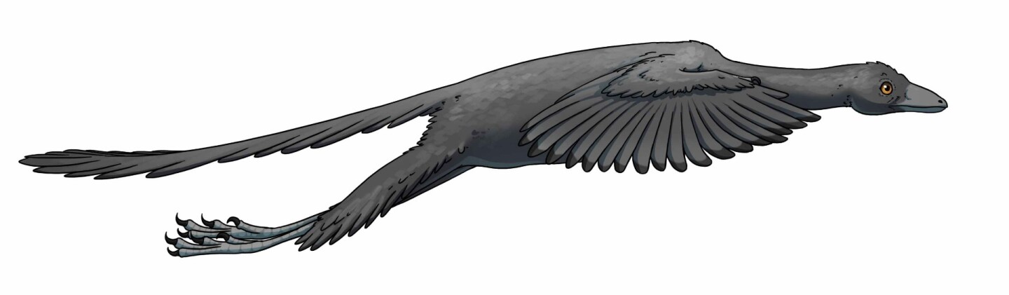 An artist's rendition of how Archaeopteryx might have flown, based on the new study