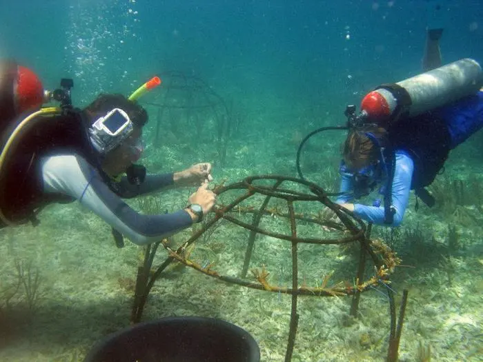 Coral reef repair is time-consuming for scuba divers