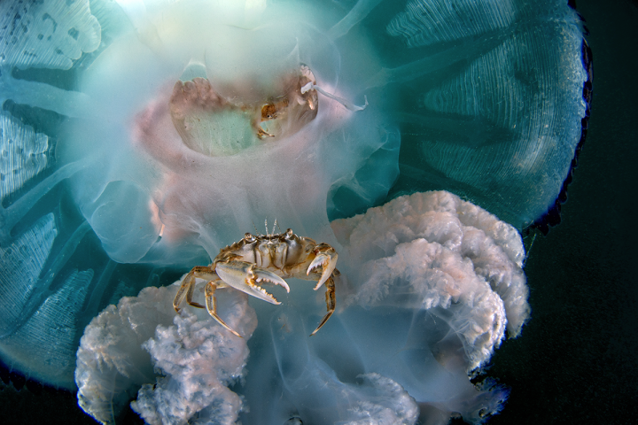 Winner - Behavior. Crabs riding along with a jellyfish. Bacoli, Italy