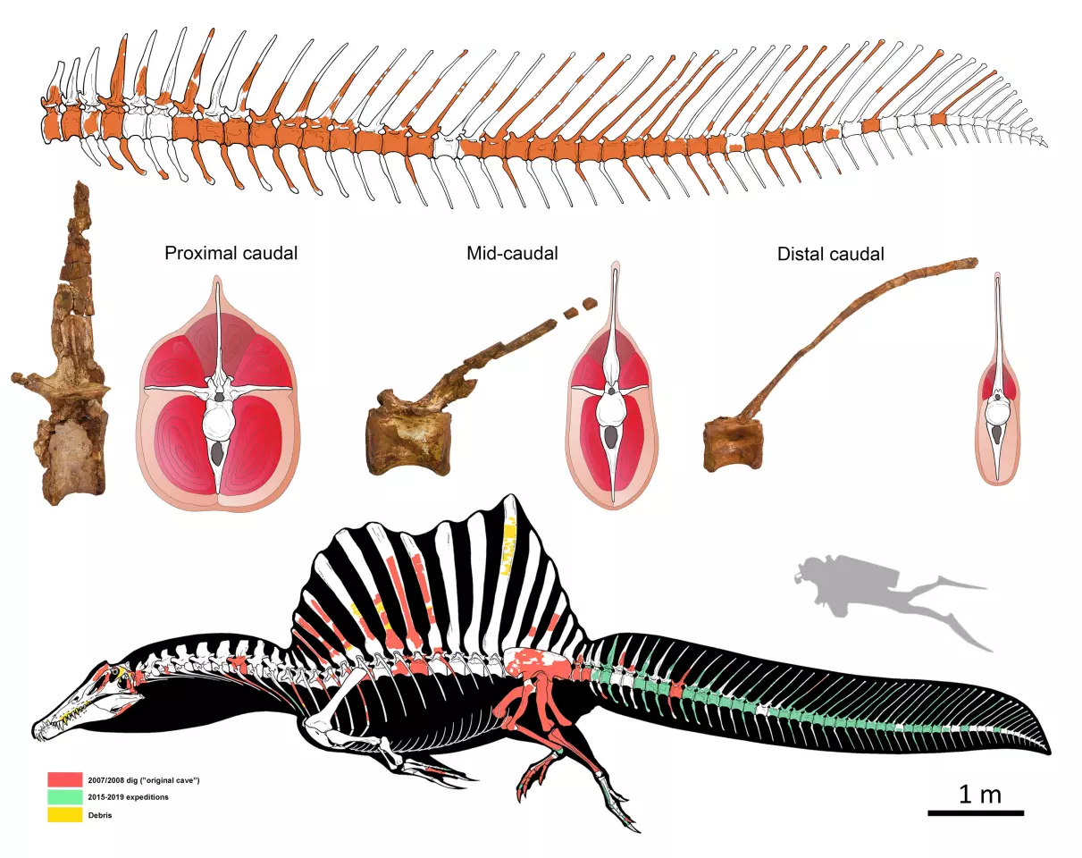 Drawings demonstrating the recovered bones and how they fit into the tail of the Spinosaurus