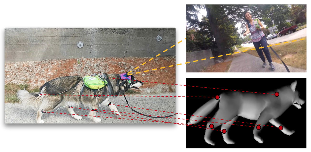 As well as video, the team recorded the dog's motions to help teach its AI model