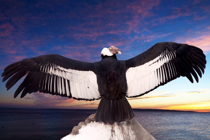 The Andean condor's aerodynamic wings have inspired a means of boosting wind turbine energy production