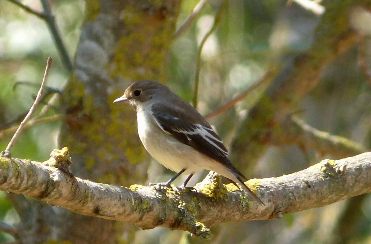 The European pied flycatcher (ficedula hypoleuca) is another common bird known for its ability to adapt to reasonable changes in climate