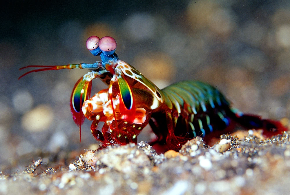 The study of this marine crustacean may lead to lighter and more resistant materials that could be used in military applications (Mantis Shrimp photo via Shutterstock)