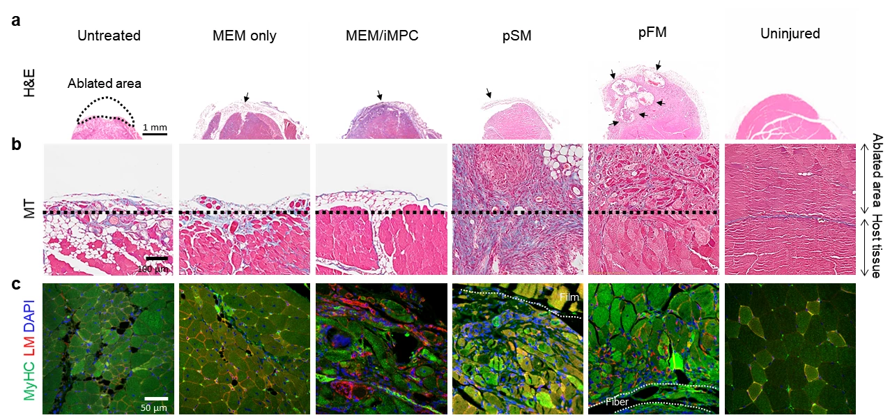 Diagram shows the progress of the new technique for muscle regeneration, shown at one week (a) and four weeks (b and c) after transplantation