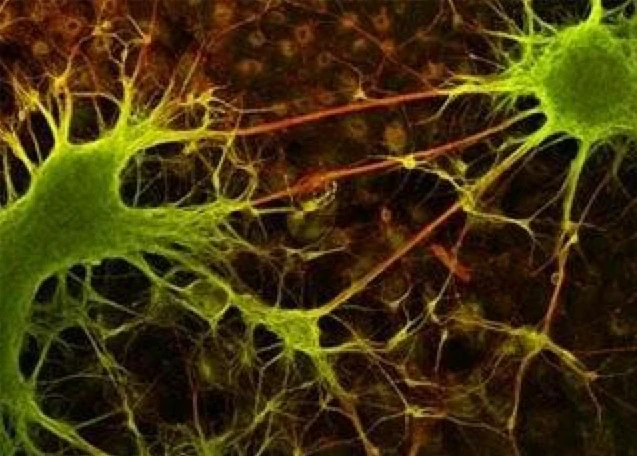 UCLA neuro-physicists have discovered that changes in synaptic strength have an optimal "rhythm," or frequency