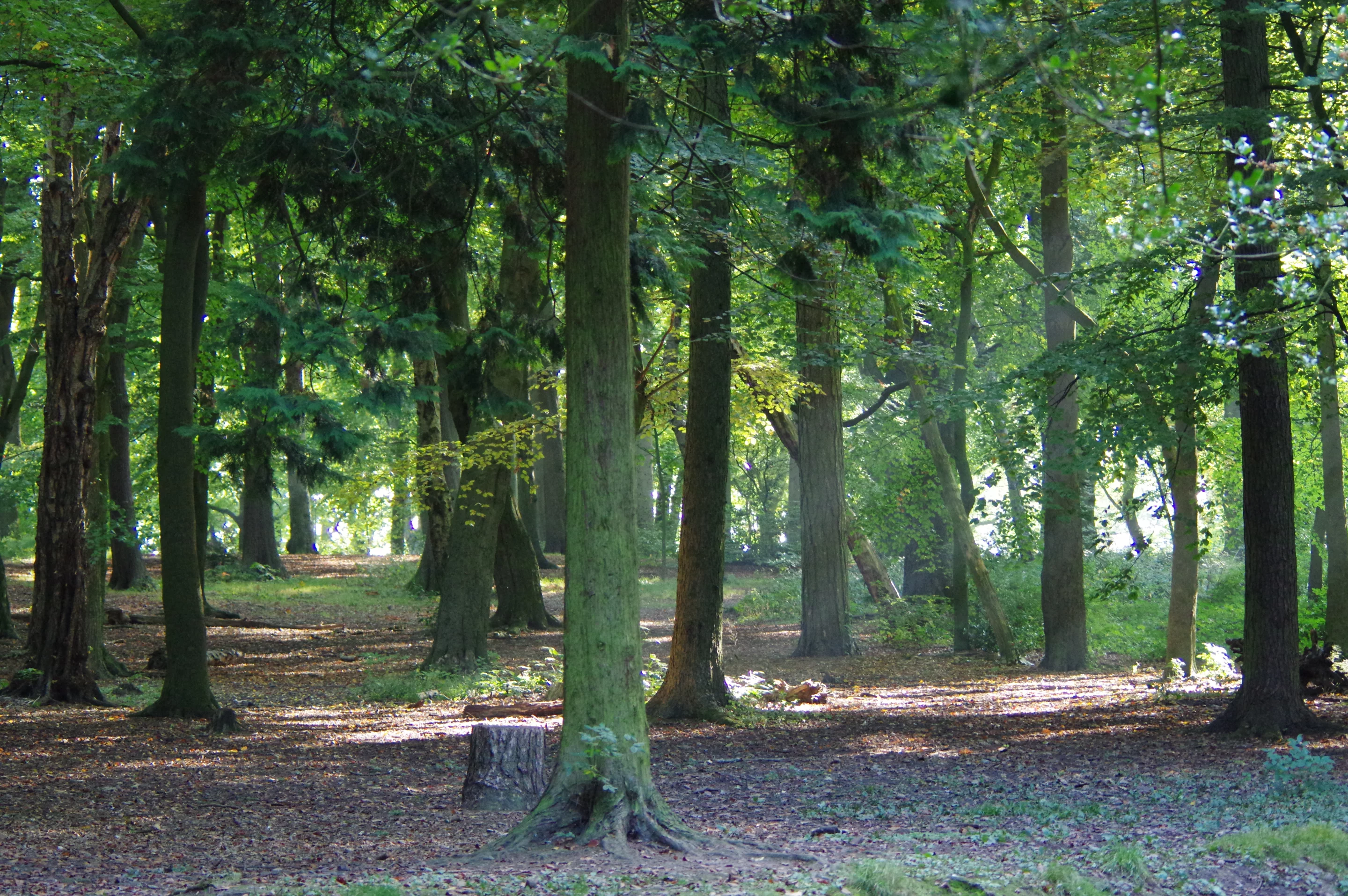 Images from the Pentax K-3 II are as good as any crop sensor DSLR