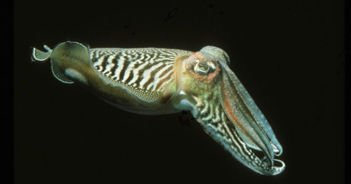 Study suggests cuttlefish don't experience age-related memory loss