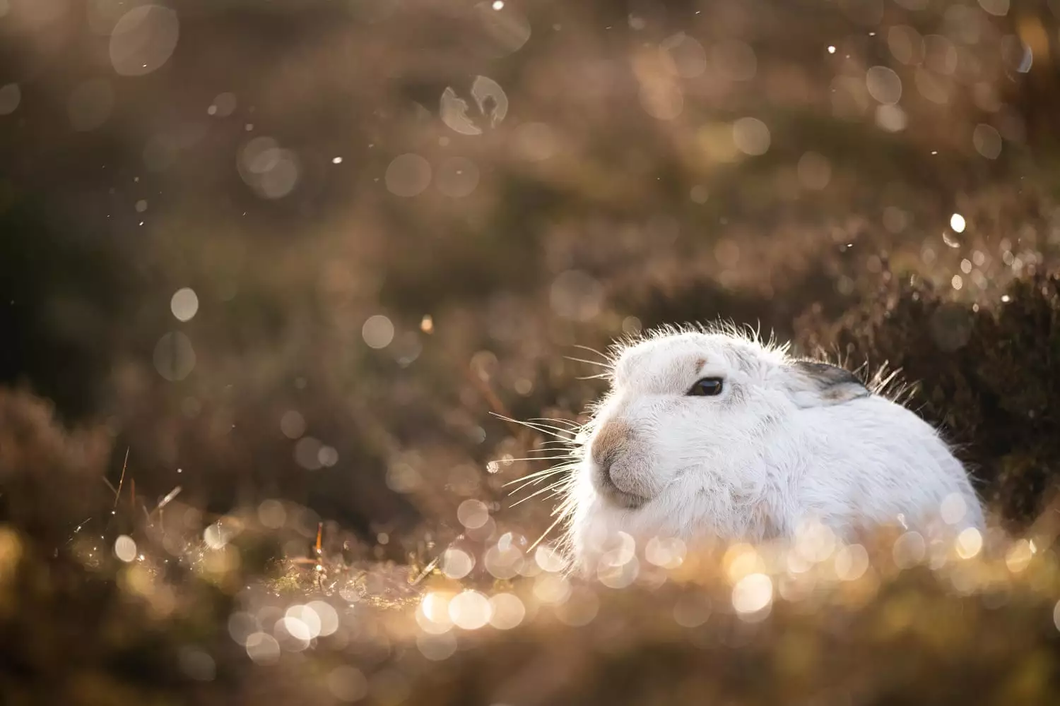 Highly Commended, "Mountain Hare, Golden Light"