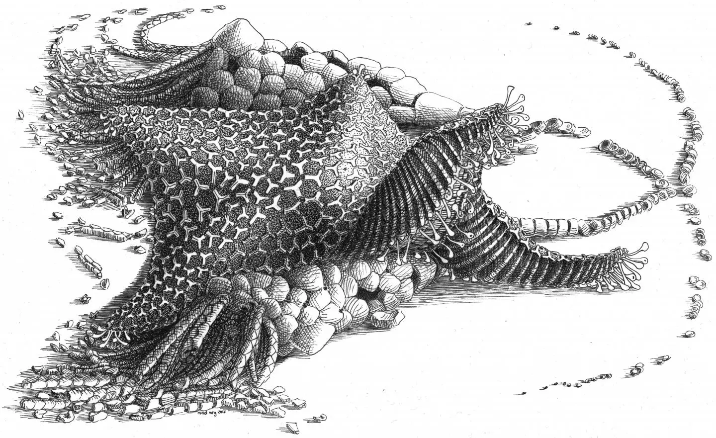 A drawing depicting what Cantabrigiaster may have looked like in life