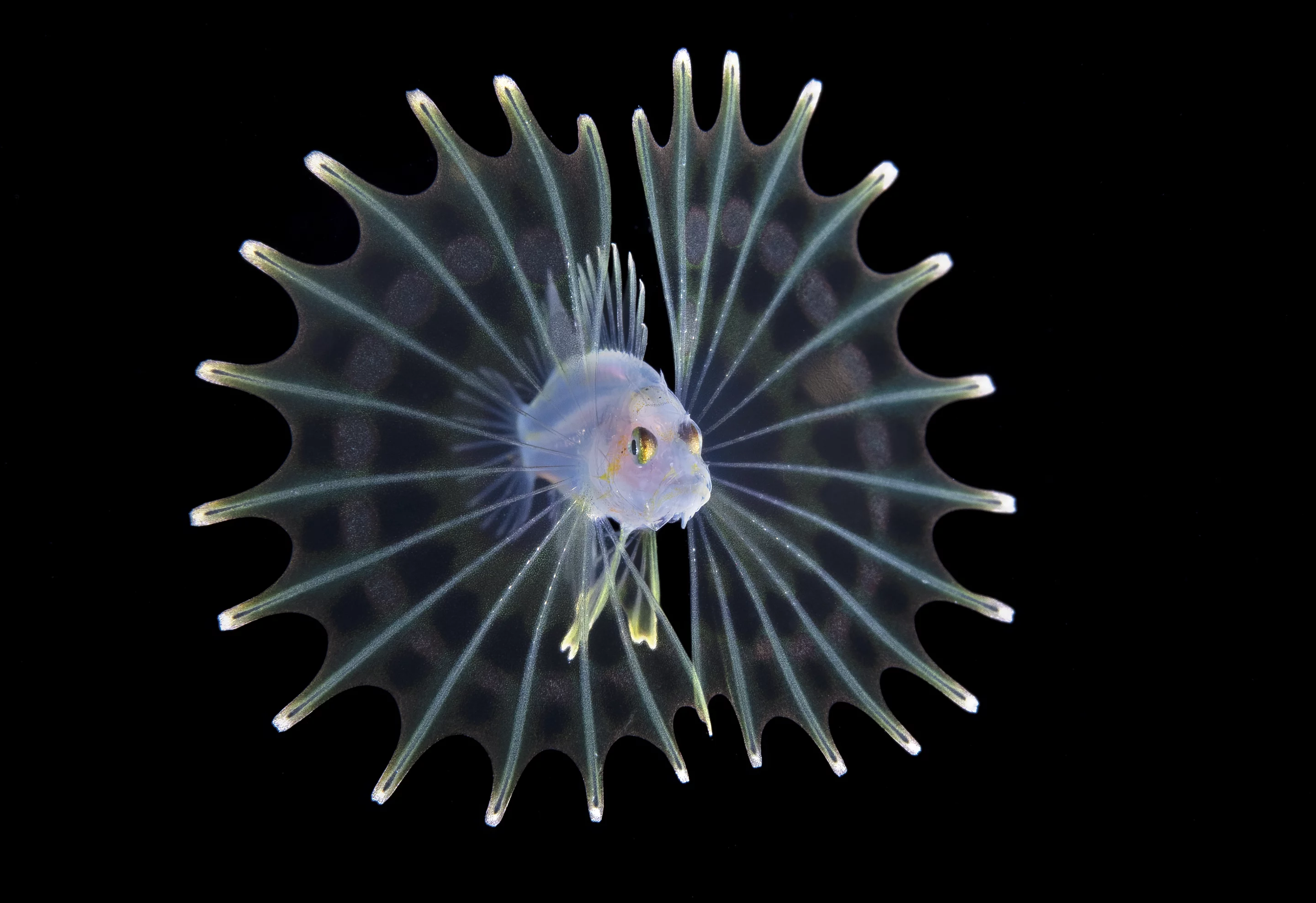 Runner-Up, Macro. 'larval Lionfish'.