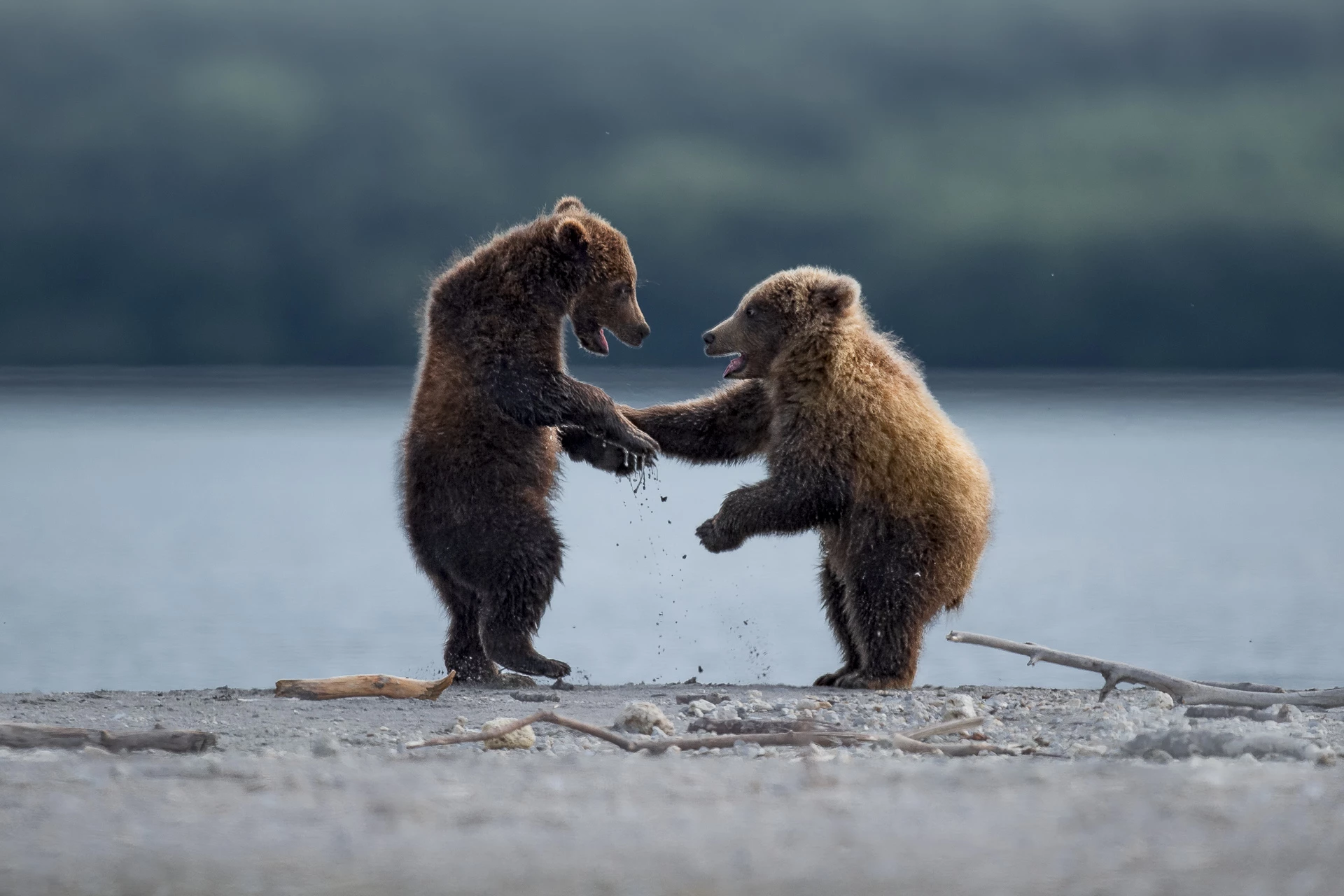 "Teddy Buddies" : Grizzly bears, Katmai National Park and Preserve, Alaska, USA