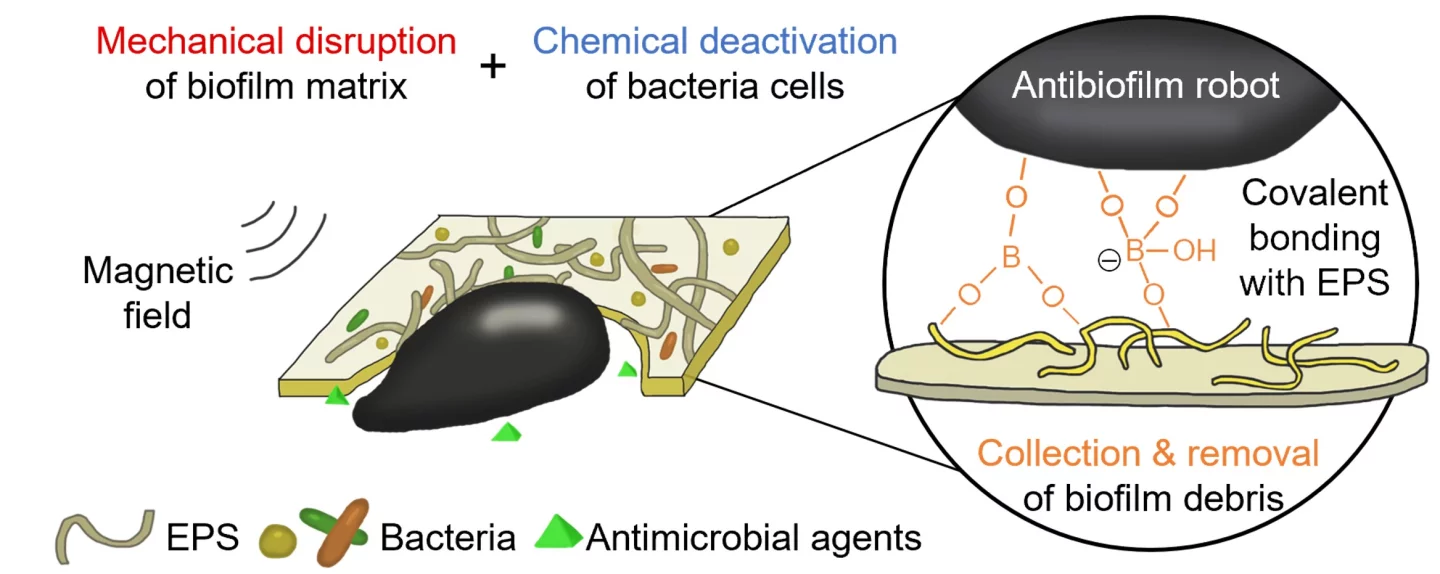 This diagram shows the three methods by which the robots destroy bacterial biofilms