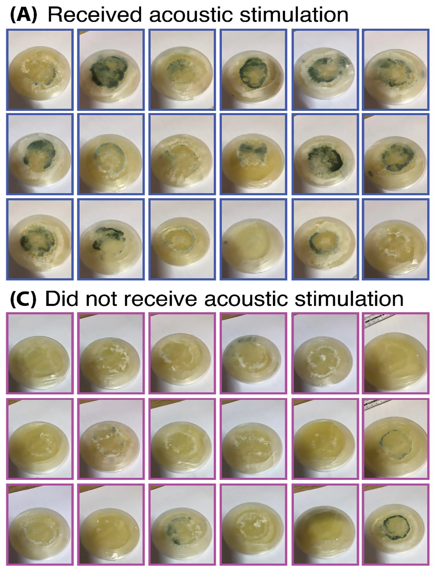 Cultures of T. harzianum grew more and produced more spores after exposure to sound