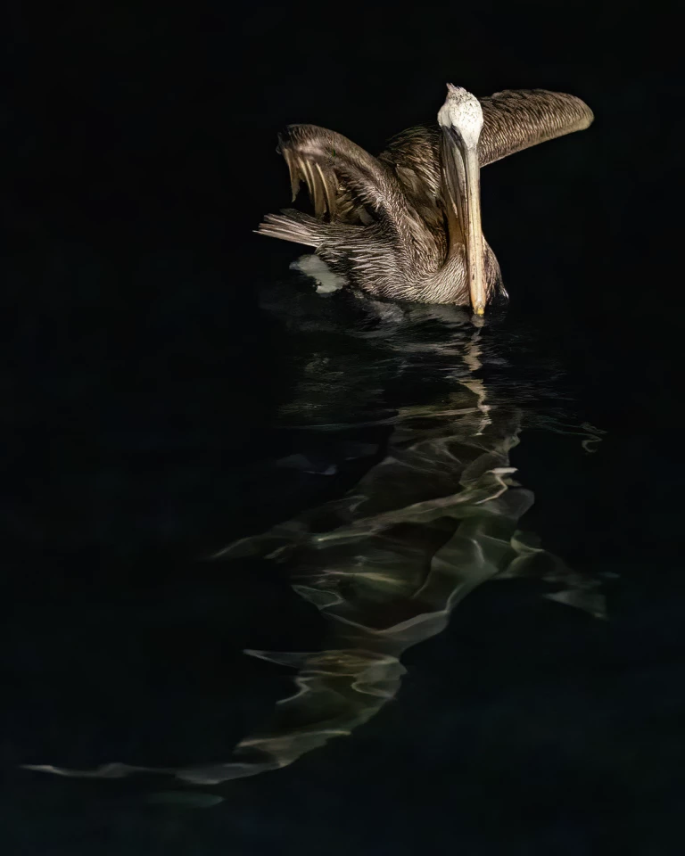 Brown Pelican, Sunil Gopalan (Fisher Prize Winner)