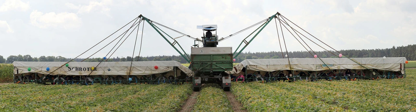 Agricultural vehicles known as “cucumber flyers” enable as many as 50 seasonal workers to harvest crops