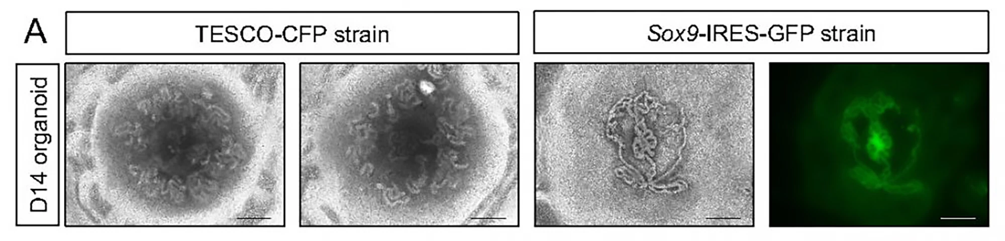 Images of organoids grown from embryonic cells showing the formation of tubular structures at day 14