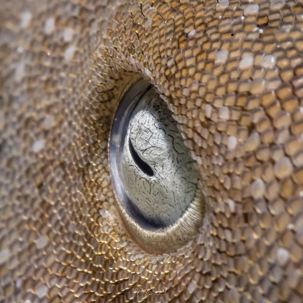 3rd Place - Macro. Banco Chinchorro, Mexico. Close up on a nurse shark