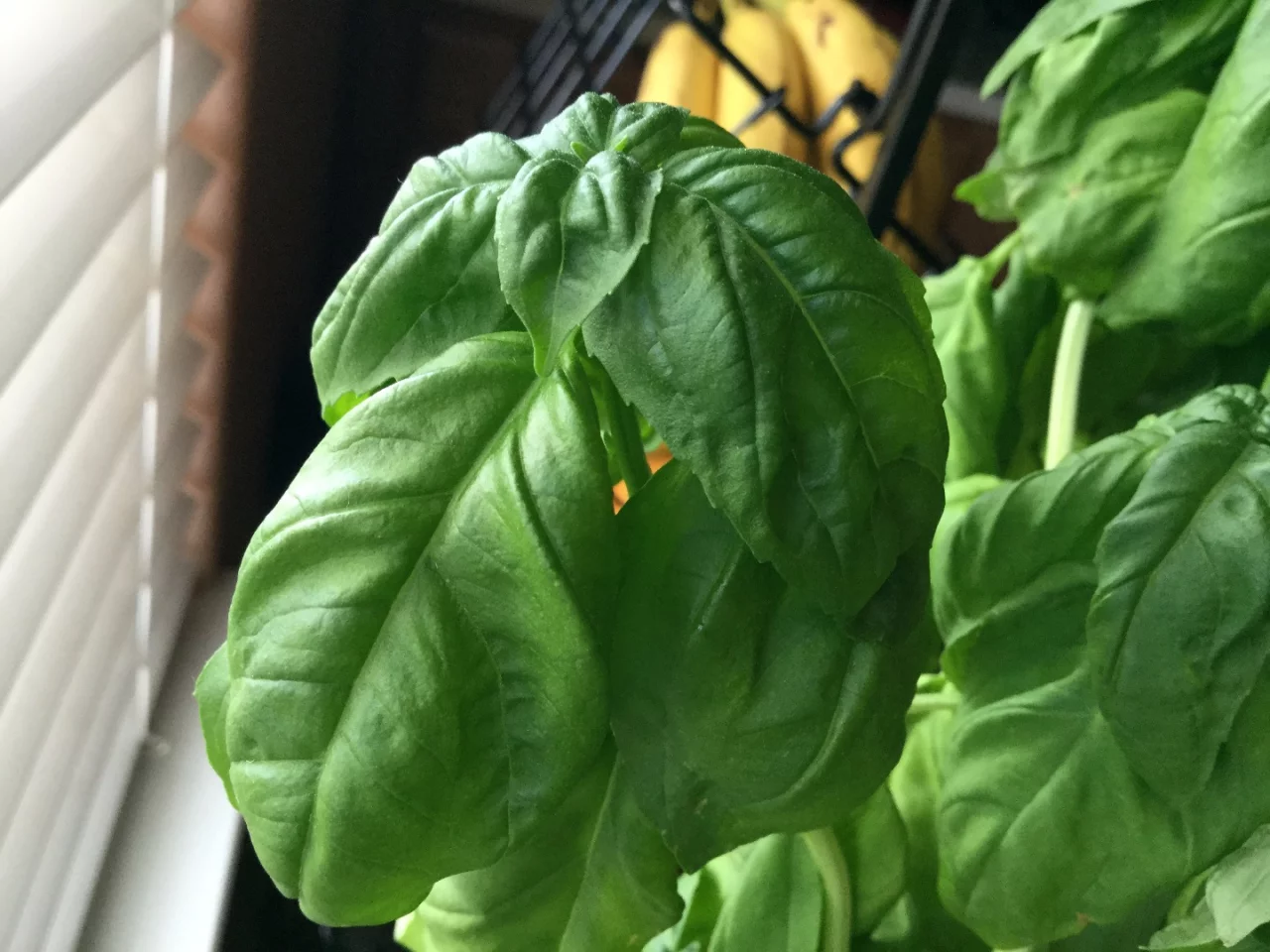 Sample shot, iPod touch (6th-generation) rear camera