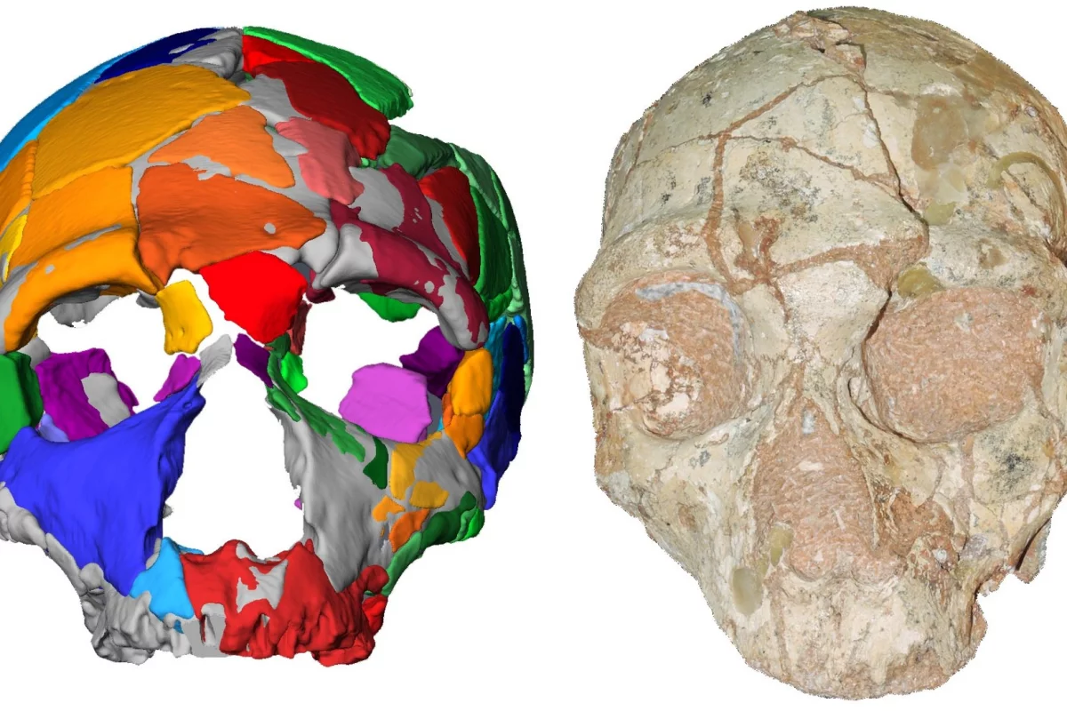 The Apidima 2 skull (right) along with its digital reconstruction (left)