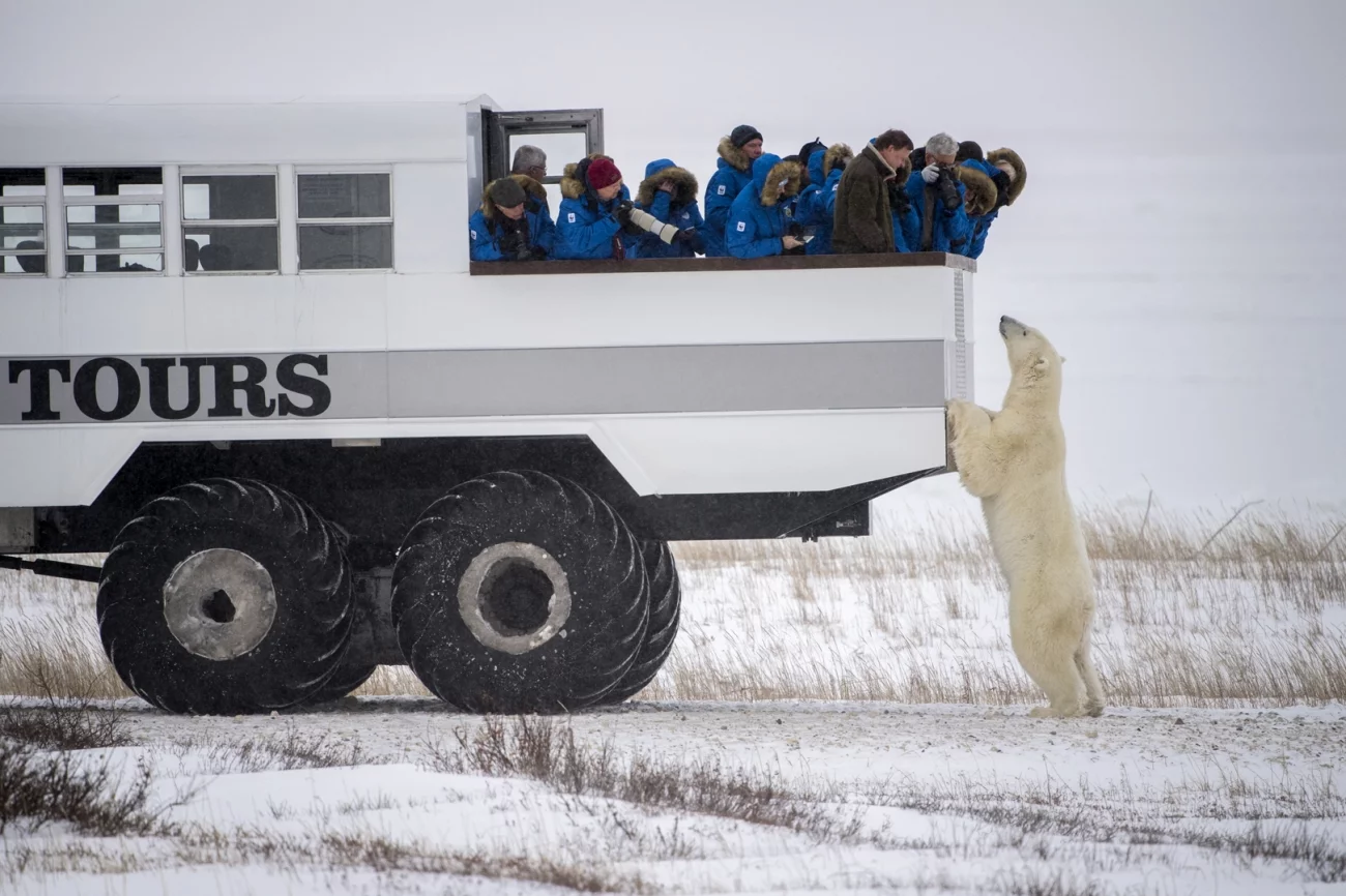 Siena Photo Awards. Honorable Mention - Journeys & Adventures. Polar Bear 81. Hudson Bay, Canada.