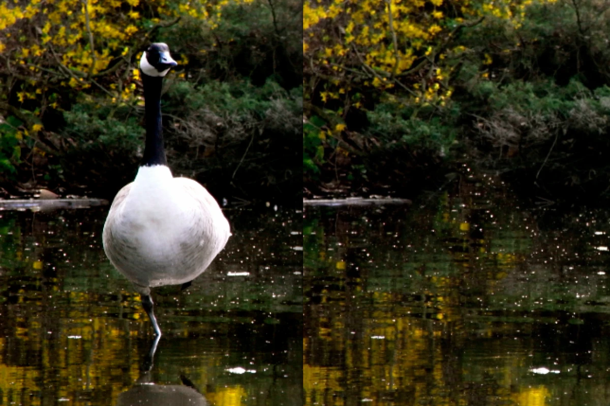 Before and after: a close-up of Snapheal's goose erasure (Photo: Gizmag)