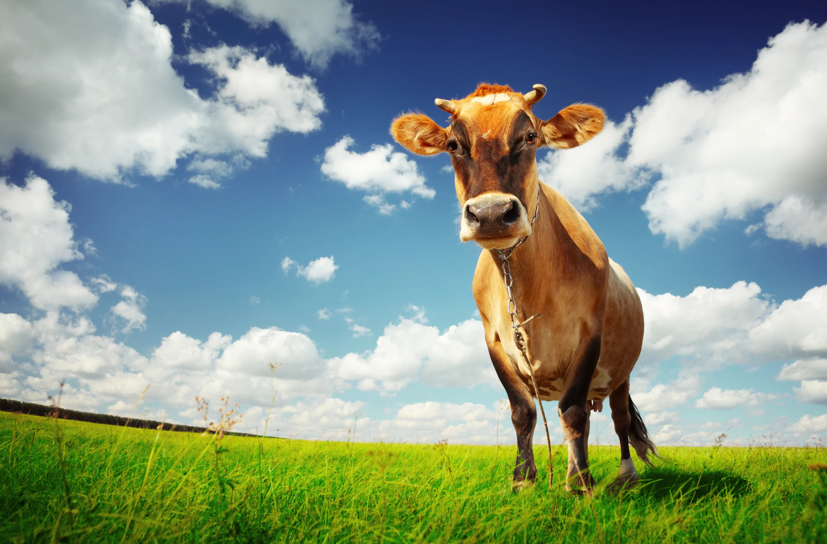 According to recent research, a lactating cow produces about 322g of methane per day