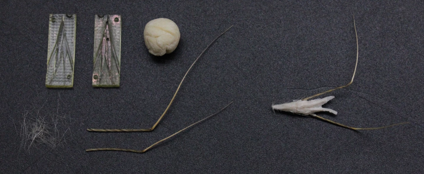 At left, HybriBot building materials including a 3D-printed reusable mold, flour/water dough, wild oat seed hairs, and wild oat seed sister awns