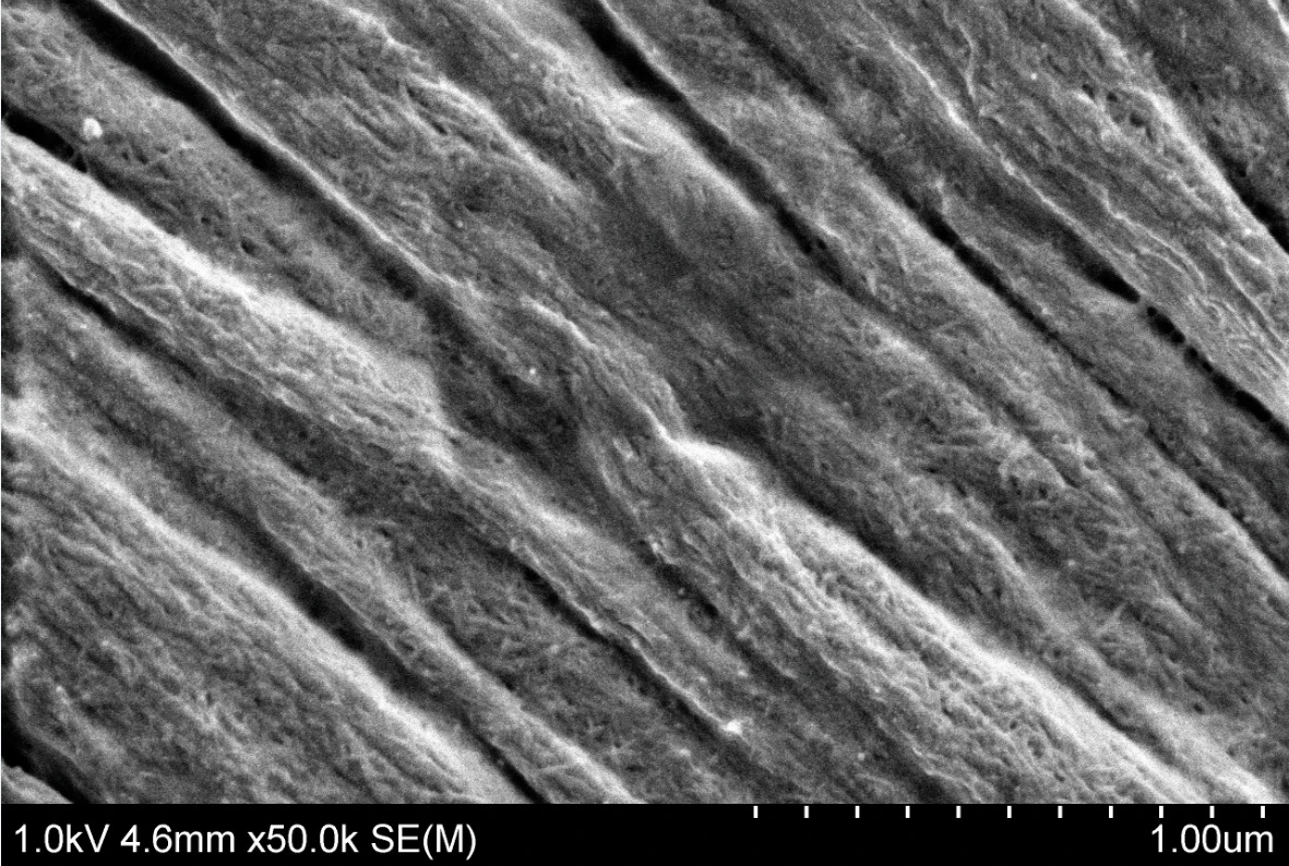 Close-up of the new cellulose fibers