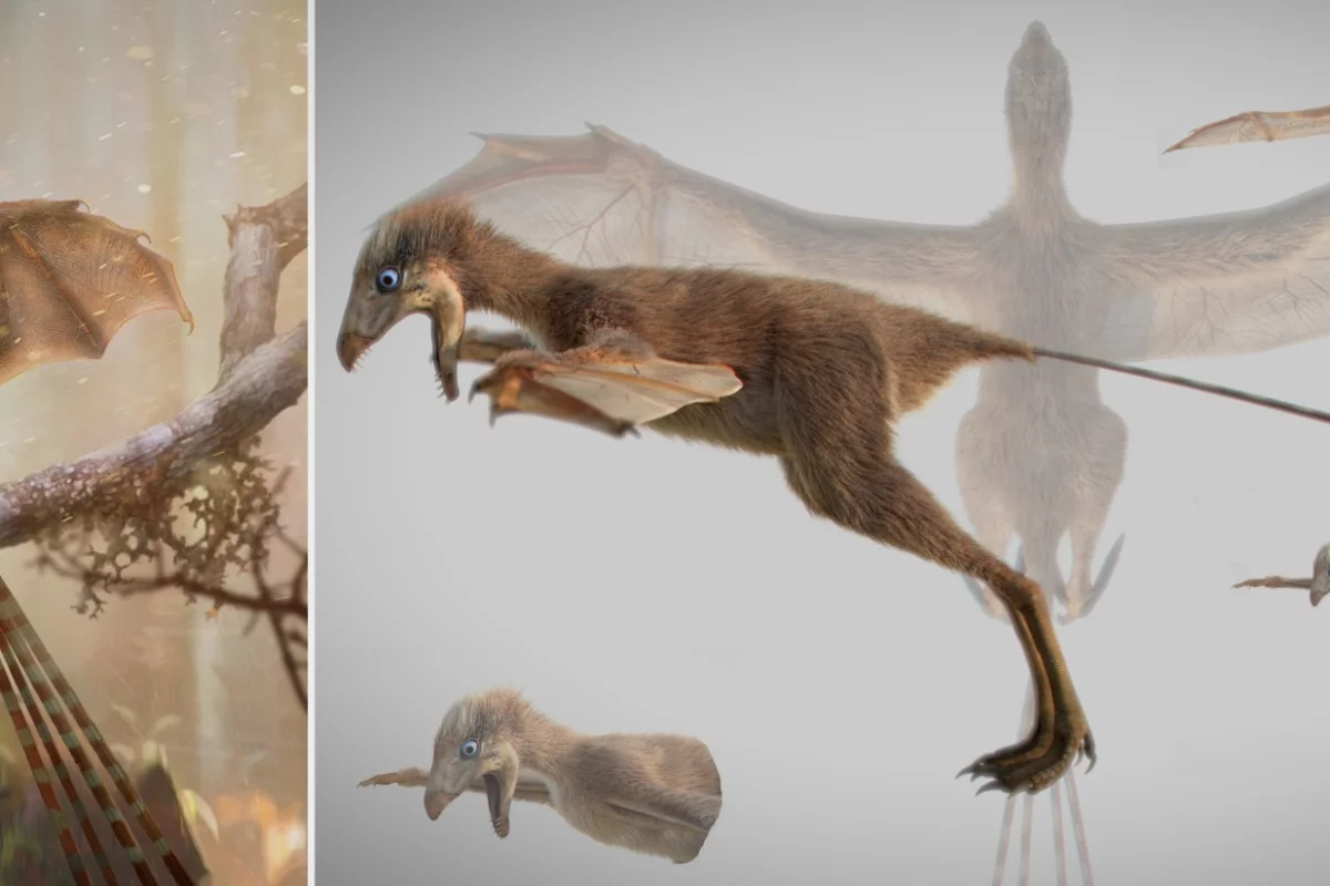 Ambopteryx longibrachium is a strange new species of dinosaur that sported bat-like wings and feathers