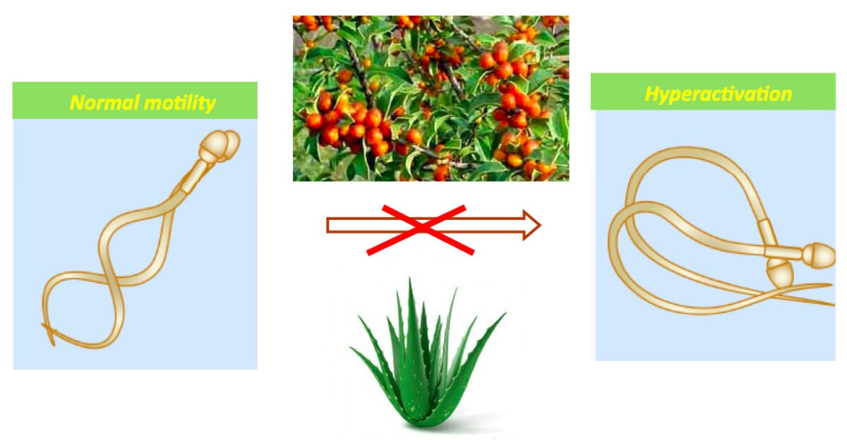 The increase in motility neccesery for sperm to reach and penetrate the egg can be hindered by compounds found in these traditional folk contraceptives