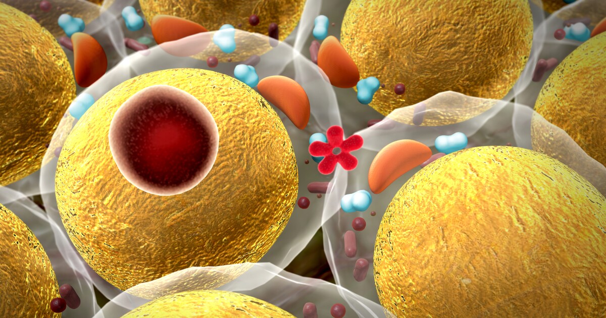 Cold temperatures induce anti-inflammatory molecule that counters obesity