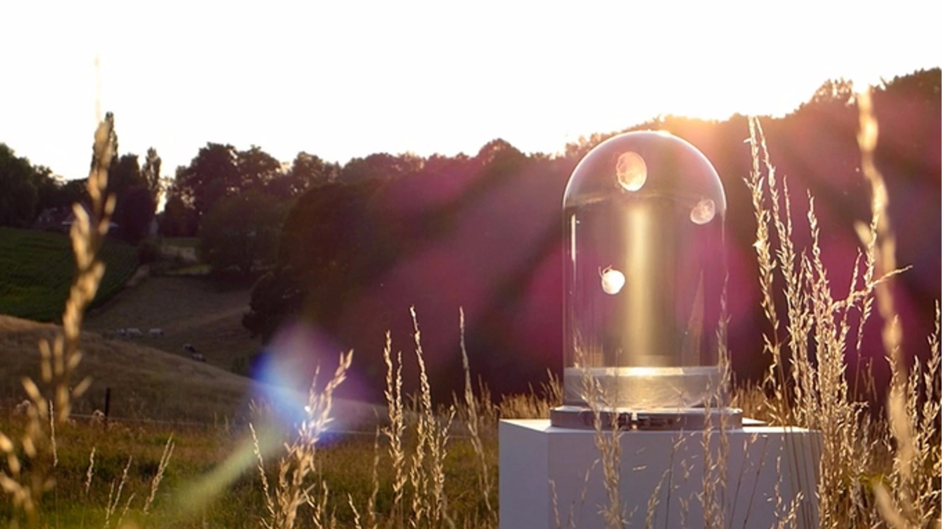 The Darwin tank holds ten liters of seawater