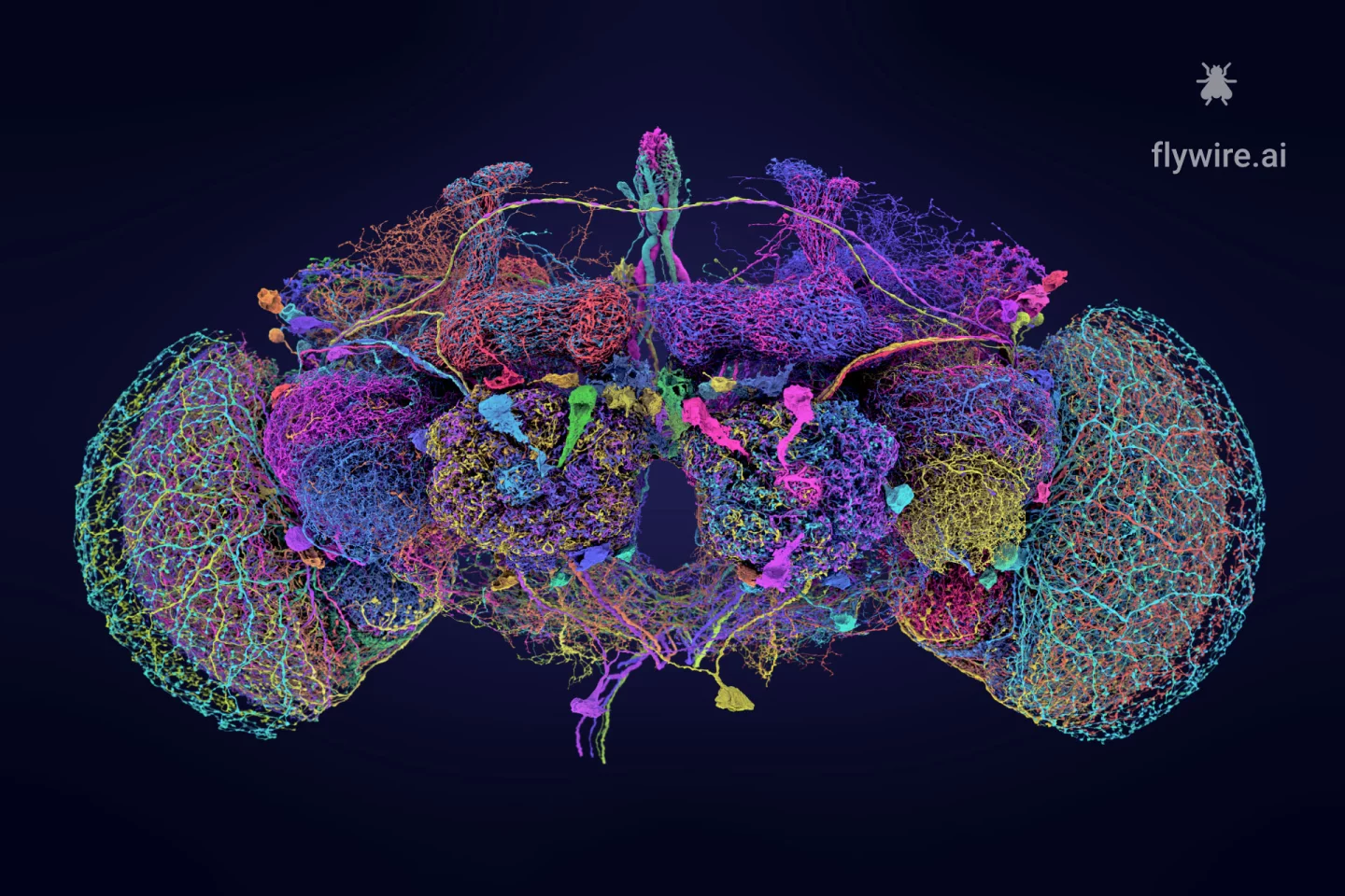Last year, scientists mapped the 50 largest neurons of the fruit fly brain connectome