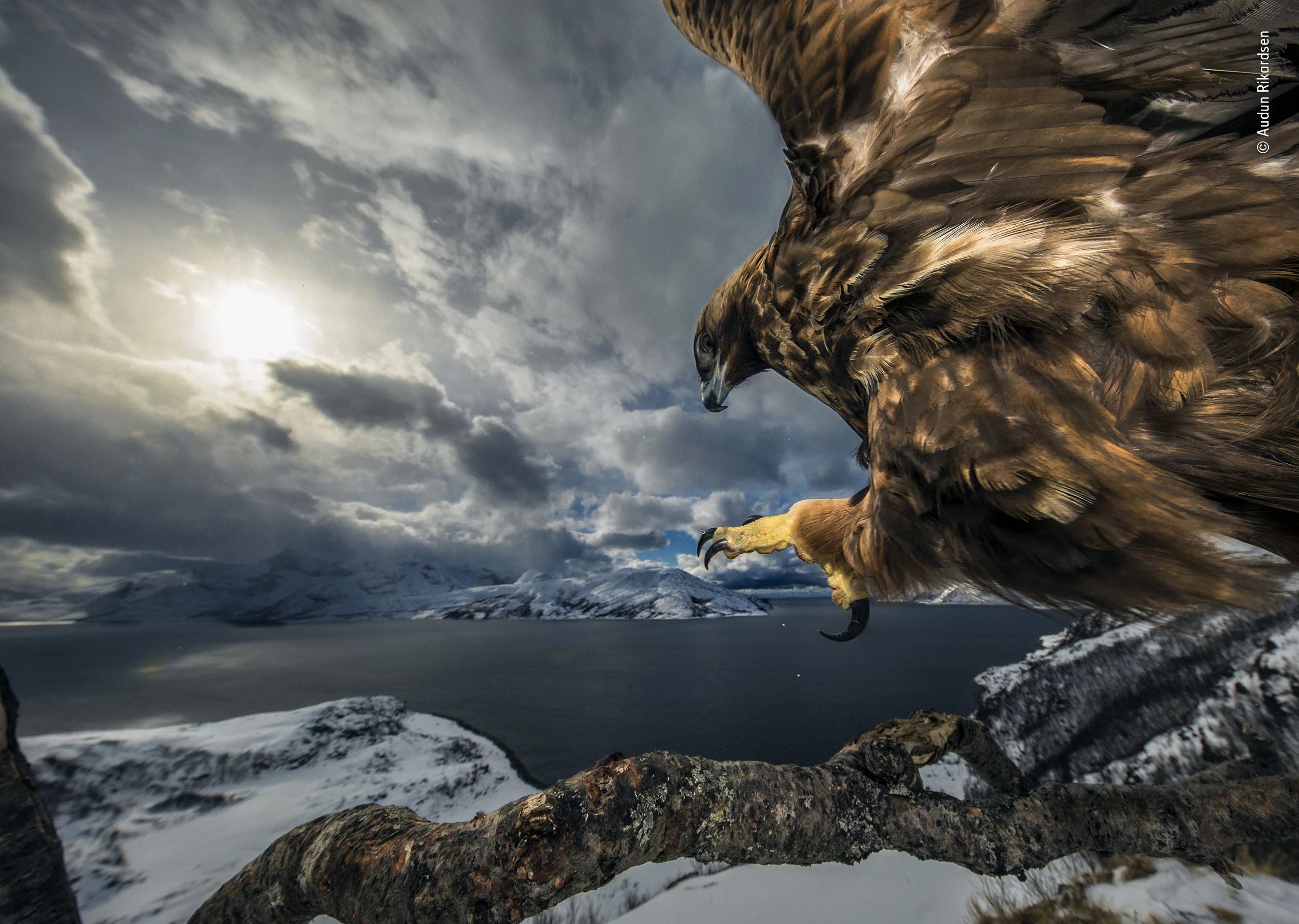 Winner - Behaviour: Birds. High on a ledge in northern Norway