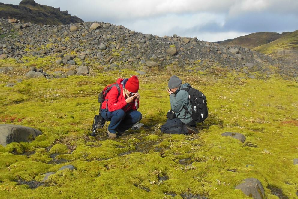 The researchers study ground-covering plants, resembling the earliest land-dwelling plants, on a lava field in Iceland
