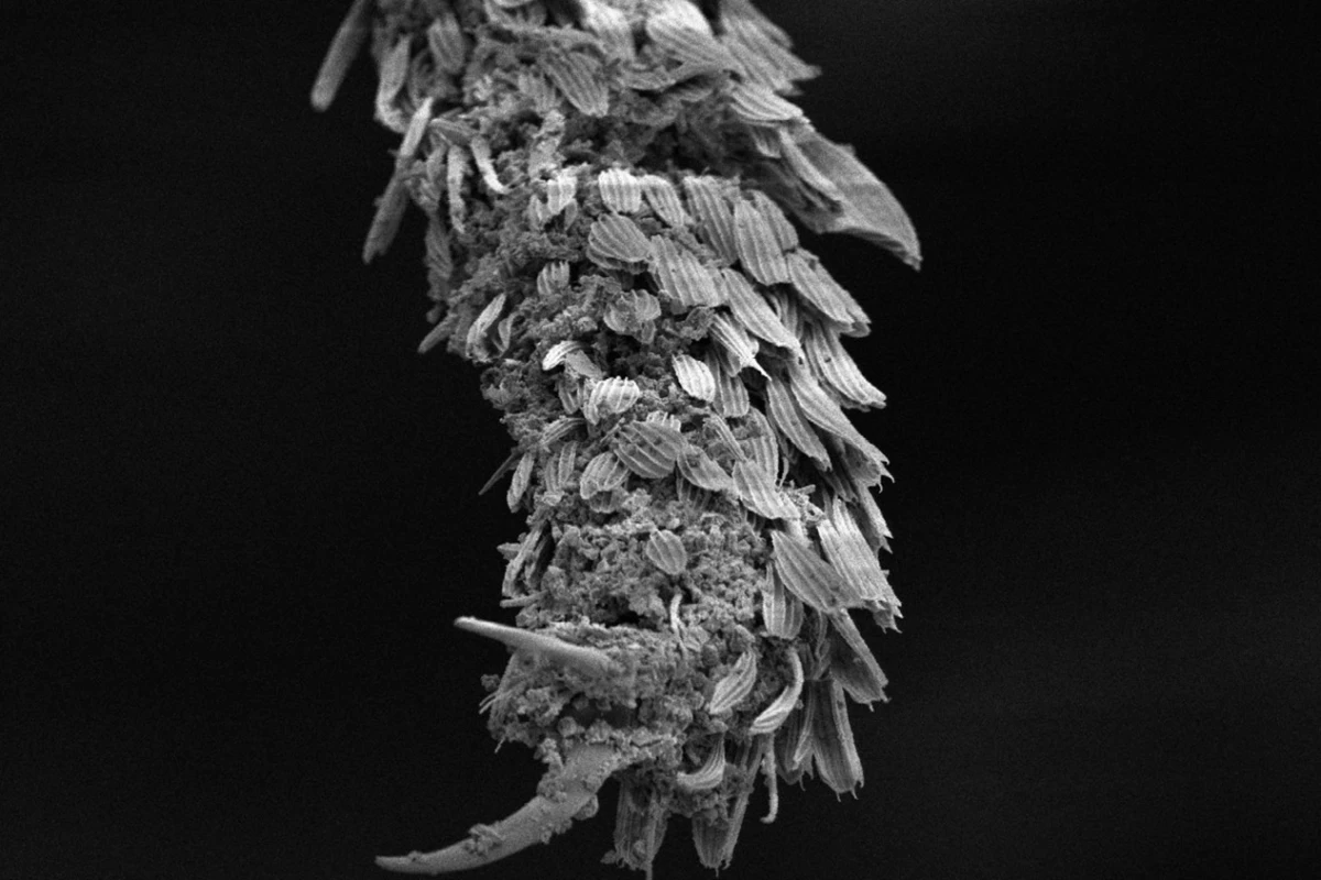 The lower portion of a mosquito's leg, after contact with the powdered perlite