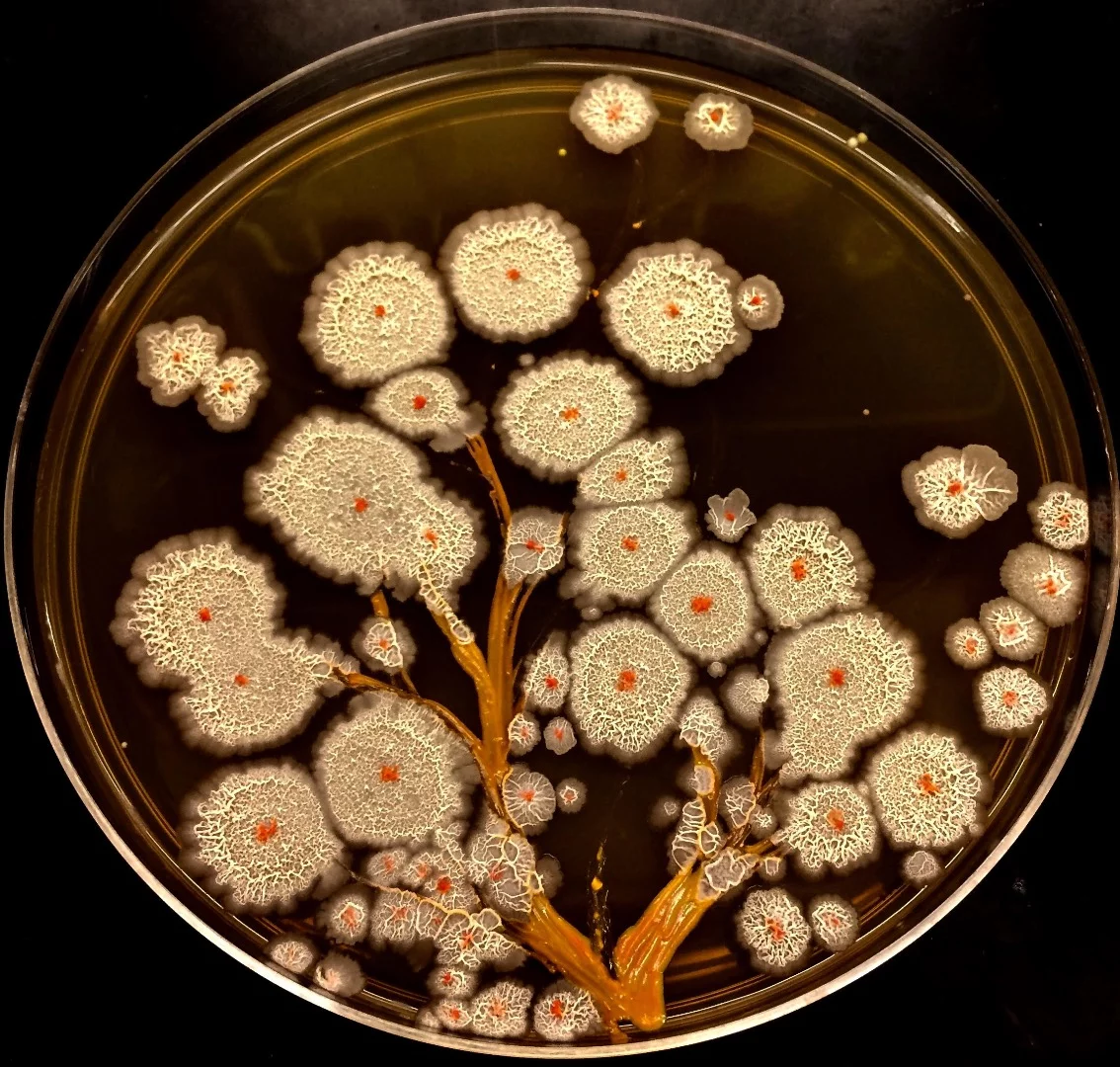 Intricate Bioart made from a variety of bacteria grown on Petri dishes by Maria Penil and Mehmet Berkmen