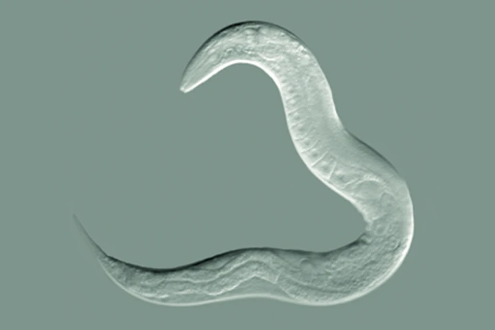 The worm species C. elegans has been found to pass down learned behaviors through four generations