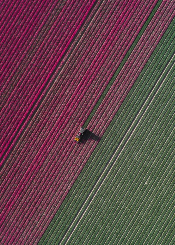 The Tulip Series: Every year Dutch farmers grow two billion tulips. They all bloom for a few weeks in April and May and nearly 1,000 different colors and cultivars are bred