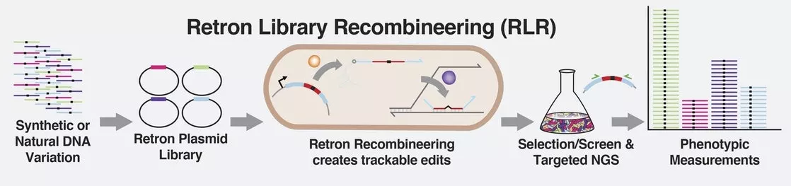 Retron Library Recombineering (RLR) could speed up lab experiments on genetic mutations in bacteria