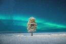 Runner Up - Aurorae. Lone Tree under a Scandinavian Aurora.