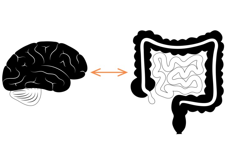 The severity of a stroke and a patient's rate of subsequent recovery have been linked to specific strains of gut bacteria