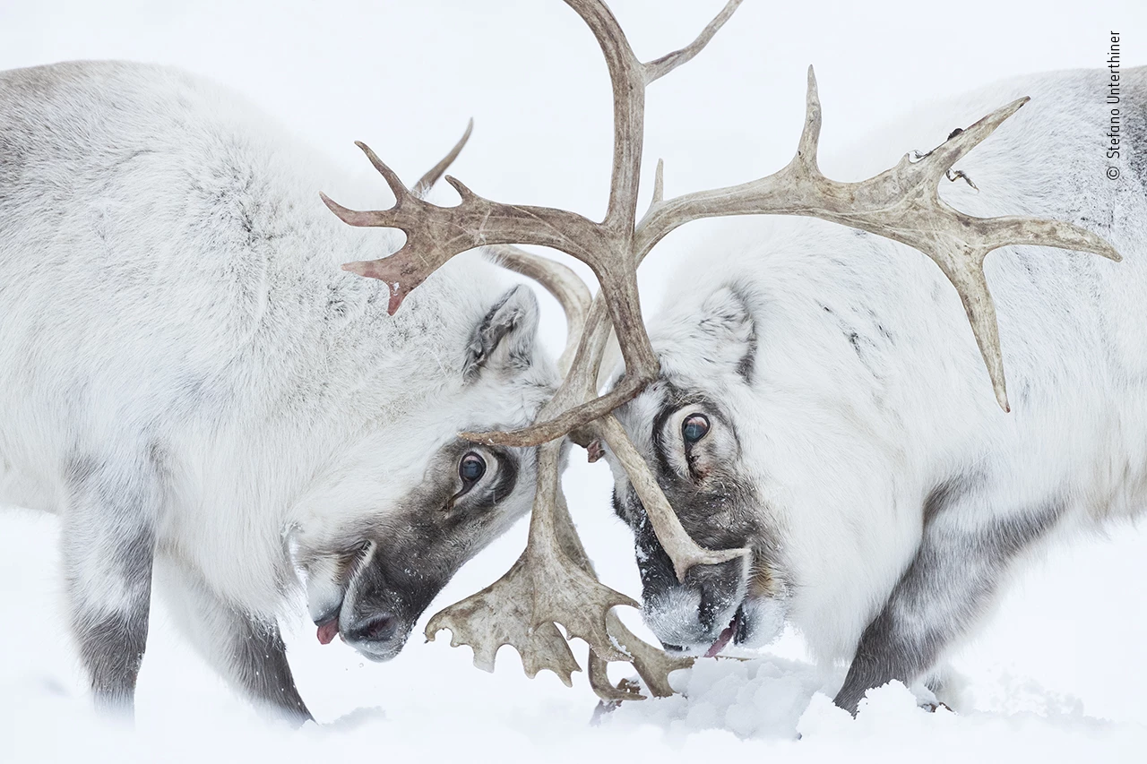 Winner - Behavior, Mammals. Head to Head. Svalbard reindeer. Nikon D5 + 180–400mm f4 lens at 400mm 1/640 sec at f4 ISO 3200.