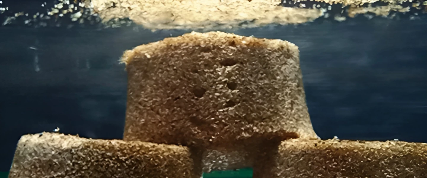 Samples of the "living sand" were able to retain their shape better and hold water for longer than regular sand